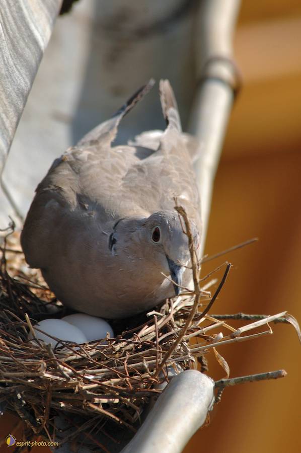 Nom de l'image : D2182978_1_(c)Norbert-JUNG — Description :